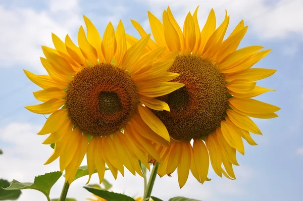 Flores de sol —  Fotos de Stock