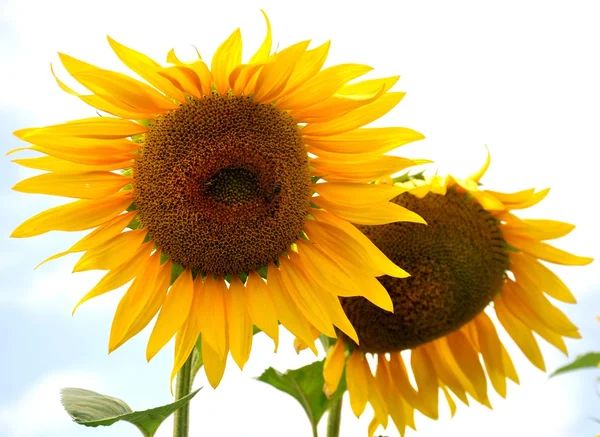 Flores de sol — Foto de Stock