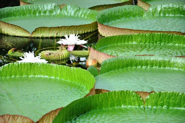 Water lily leafs — Stock Photo, Image