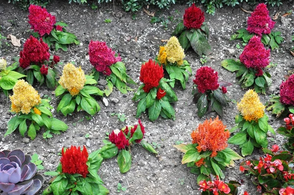 착 색된 한 꽃 — 스톡 사진