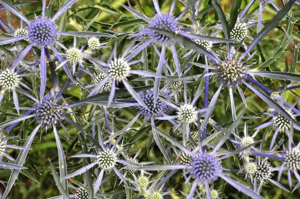Blue thorns — Stock Photo, Image