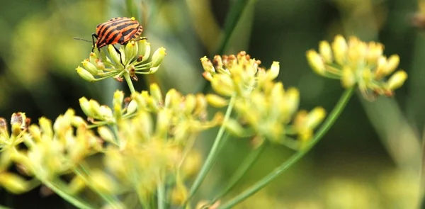 Gul blomst med insekter – stockfoto