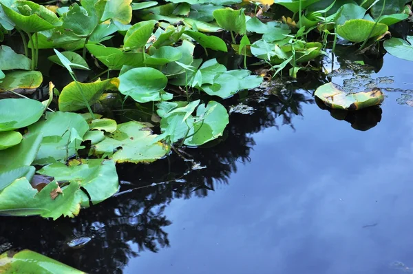 Water lily bladeren — Stockfoto