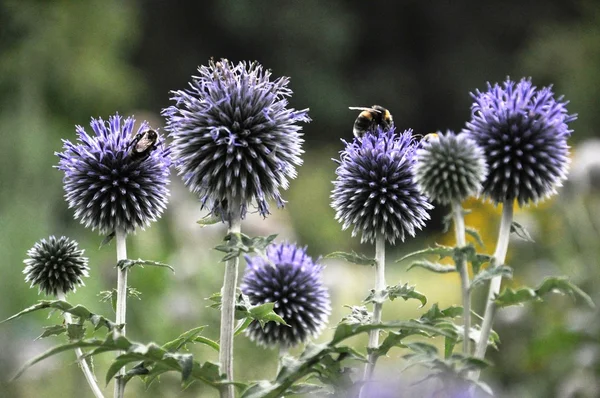 蓝色花与蜜蜂 — 图库照片
