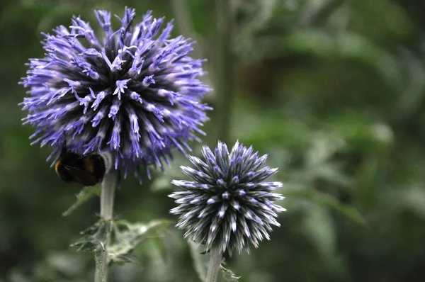 Niebieskie kwiaty z Pszczoła — Zdjęcie stockowe