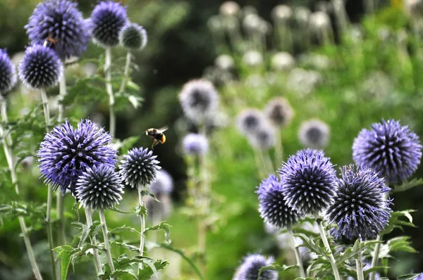 Fiori blu con ape — Foto Stock