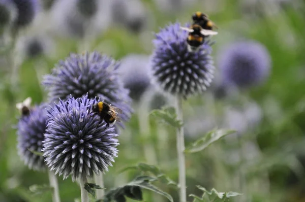 Flores azules con abeja — Foto de Stock