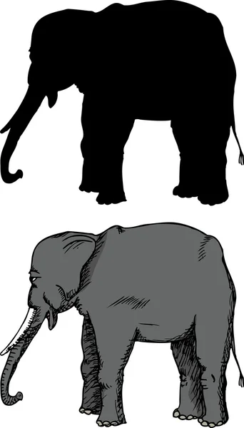 Gajah menggembalakan - Stok Vektor