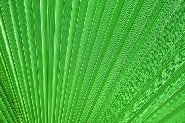 Palm tree leaf Royalty Free Stock Images