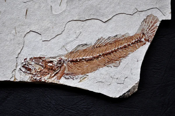 Fossil fish skeleton — Stock Photo, Image