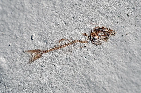 Fossil fish skeleton — Stock Photo, Image
