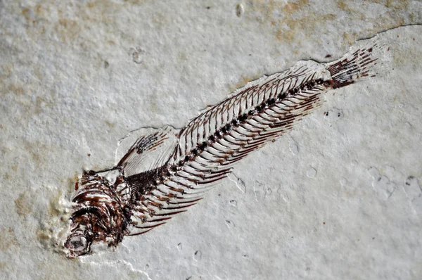 Squelette de poisson fossile — Photo