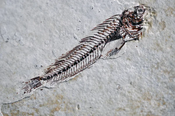 Esqueleto de pescado fósil —  Fotos de Stock