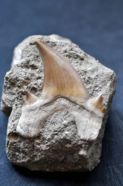 Dente de tubarão fóssil — Fotografia de Stock