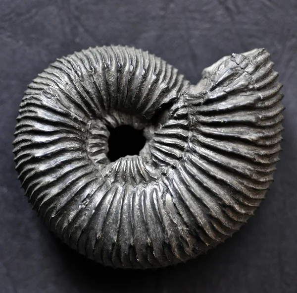 Zkamenělé Ammonitský — Stock fotografie