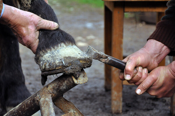 A farrier blacksmith hooves a horseshoe