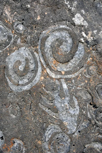嵌入在石头中的蜗牛化石 — 图库照片