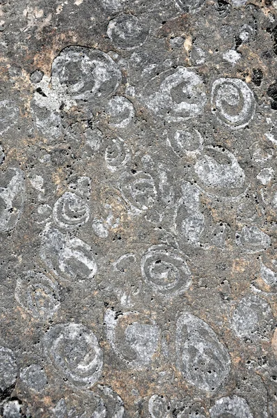 Ślimak skamieniałości, osadzony w kamieniu — Zdjęcie stockowe
