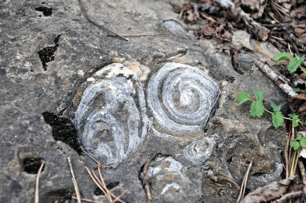 Schneckenfossilien in Stein gemeißelt — Stockfoto