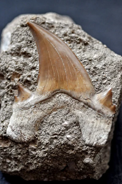 Fossil shark tooth — Stock Photo, Image