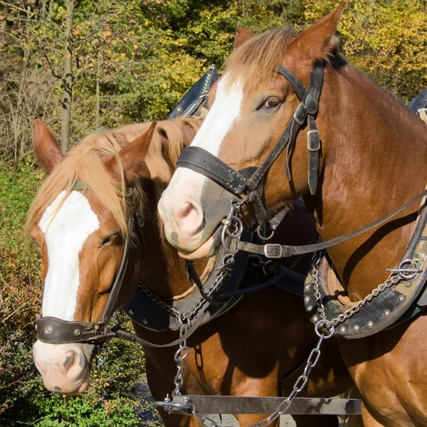 Djupgående hästar — Stockfoto
