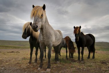 İzlandalı atlar