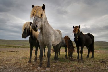 Icelandic horses clipart