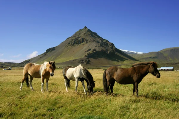 Hästar i snaefellsnes — Stockfoto
