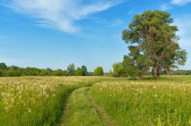 Beautiful country road, green meadow clipart