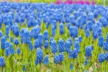 Blue muscari background clipart