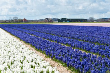 Güzel Hollandalı beyaz ve mavi sümbül alan