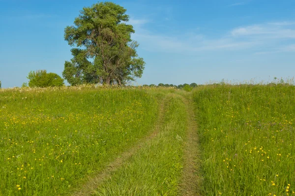 美しい国道、緑の牧草地 — ストック写真
