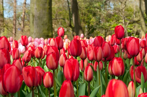 Vackra tulpaner i park trädgård — Stockfoto