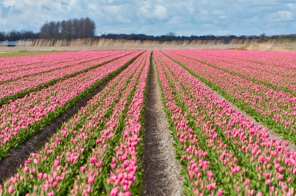 Hermoso campo de tulipán rosa — Foto de Stock