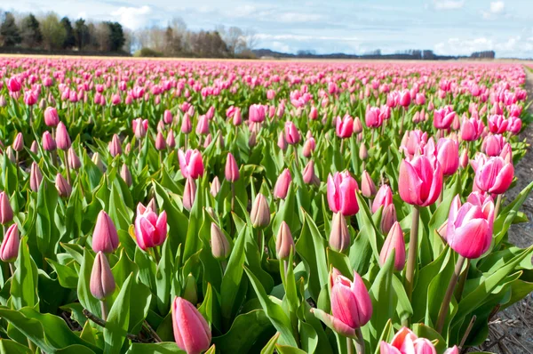 Hermoso campo de tulipán rosa — Foto de Stock