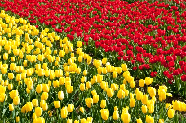 Krásný červený a žlutý Tulipán pole — Stock fotografie