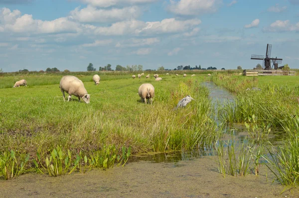 Tipik Hollanda pastoral manzara — Stok fotoğraf