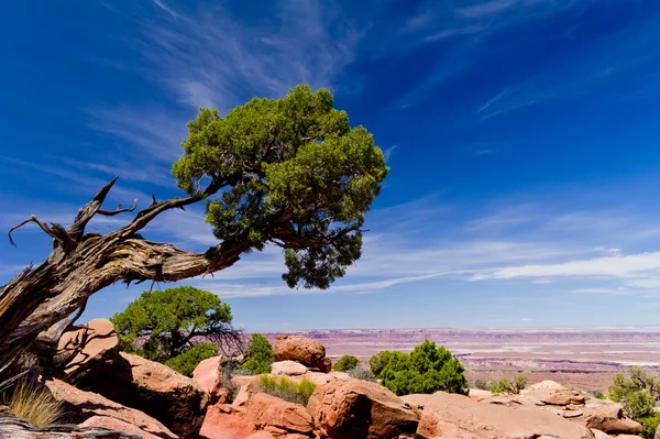 Krásné hory a pouštní krajina se stromem a mraky — Stock fotografie