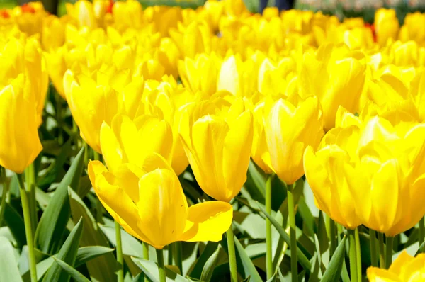 Beautiful spring yellow tulip flowers — Stock Photo, Image