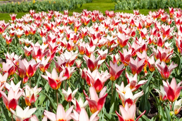 Krásné jarní tulipány květiny — Stock fotografie