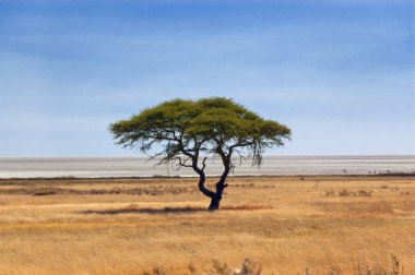 Afrika doğa, savanna ağacında