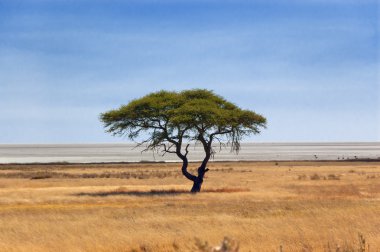 African nature, tree in savanna clipart