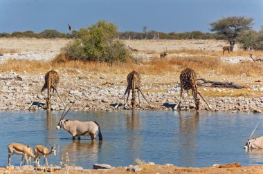 Giraffes drinking from waterhole clipart