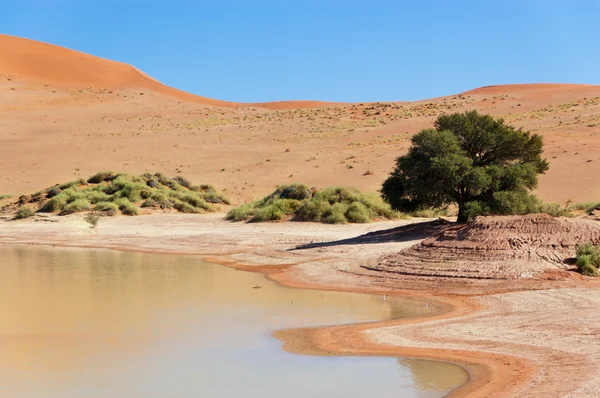 Namib Çölü, sossusvlei, Namibya — Stok fotoğraf