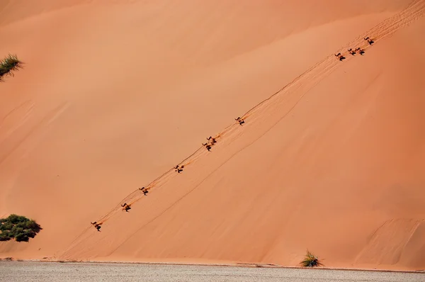 Springbok antilopes on dune of Namib desert — Stock Photo, Image