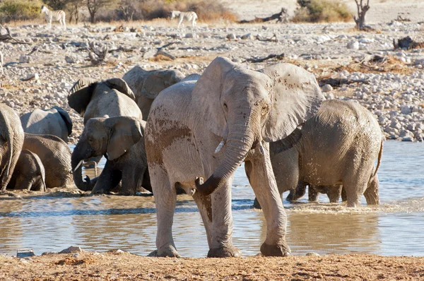 大象附近水坑 — 图库照片