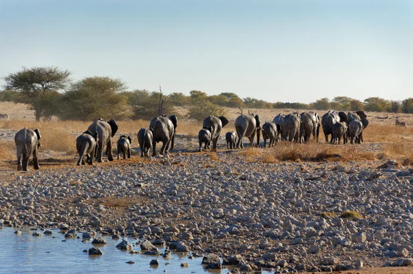 Elephants leaving waterhole — Stock Photo, Image