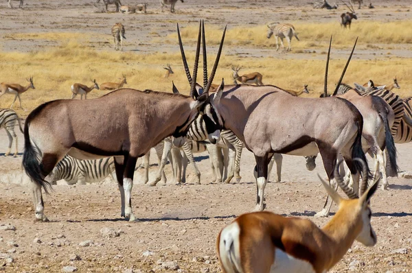 Twee oryx antilopes — Stockfoto