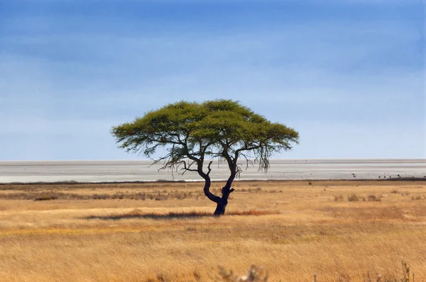 Natureza africana, árvore na savana — Fotografia de Stock