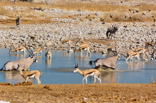 Antelopes drinking from waterhole — Stock Photo, Image